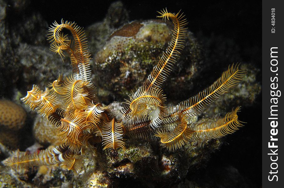 Crinoid on coral outcrop at night