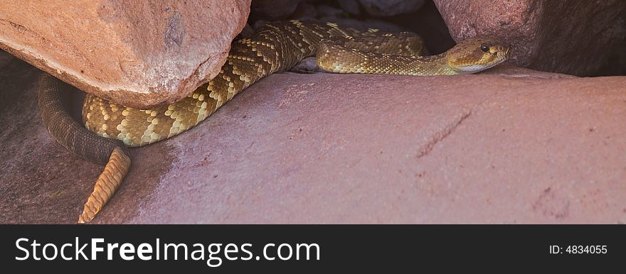 Rattlesnake under rock, in Sonoran Desert. Rattlesnake under rock, in Sonoran Desert.