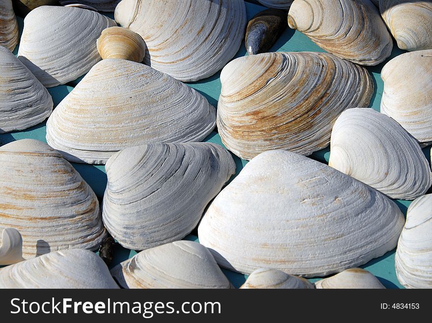 An array of common sea shells as a background. An array of common sea shells as a background