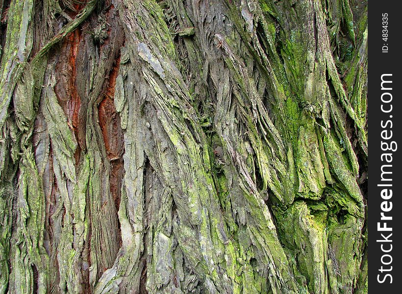 Close-up a bark texture