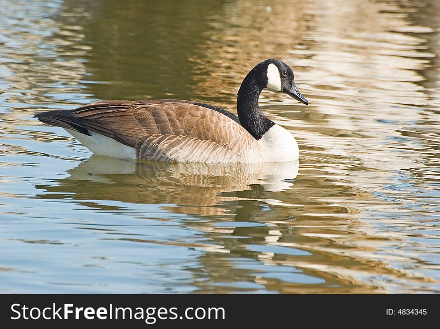 A goose swimming in a Colorado lake early spring