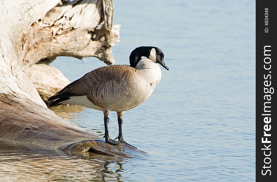 A wild goose standing on a log in a Colorado lake.