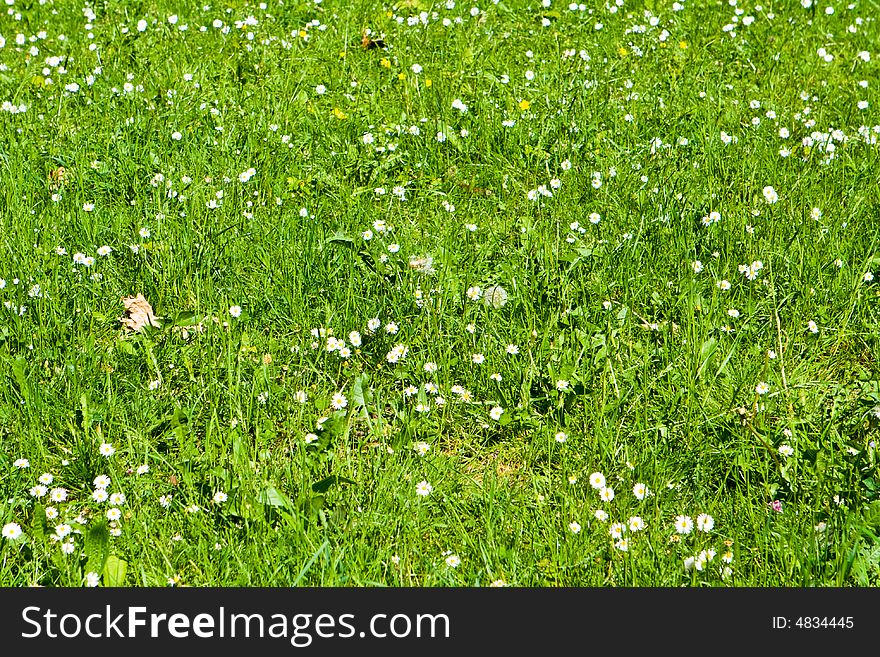 Green field in spring with daisies