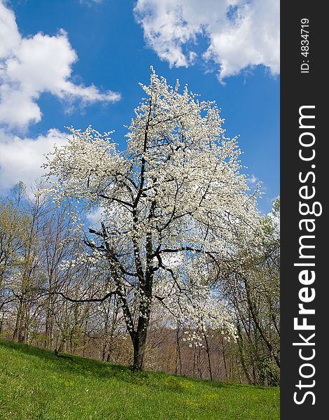 Single tree in the field full of blossoms