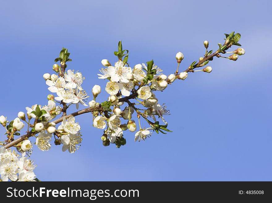 Spring Blooming Tree Branch Detail. Spring Blooming Tree Branch Detail