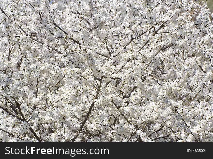 Spring Little White Blooms Background