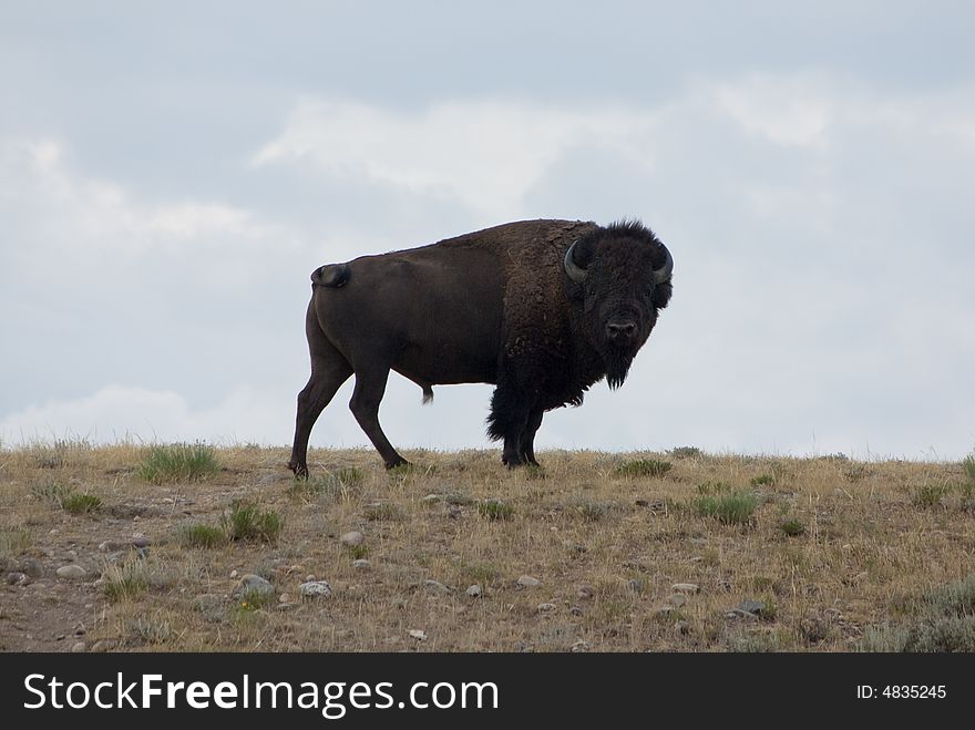 A buffalo looking back at the camera. A buffalo looking back at the camera.