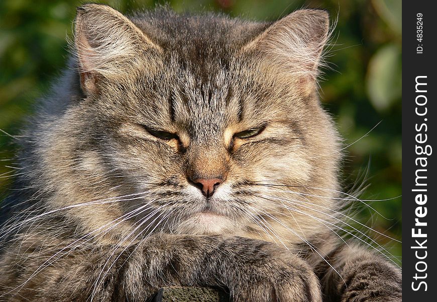 Cat lying on the fence under warm sun. Cat lying on the fence under warm sun