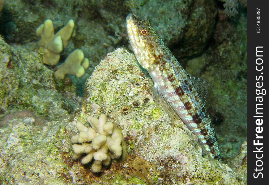 Clearfin lizard fish resting on coral outcrop