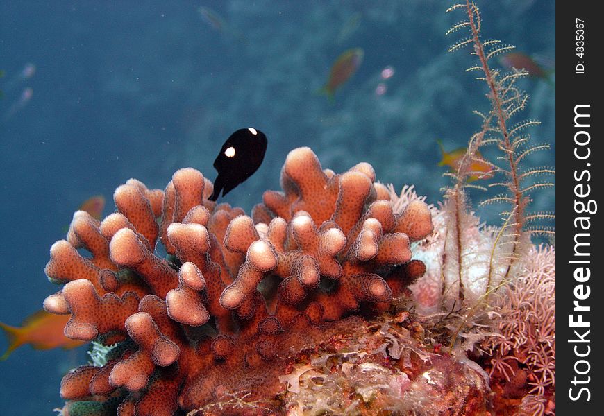 Domino damsel near home coral. Domino damsel near home coral