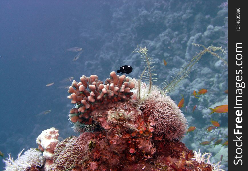 Domino damsel fish near home coral