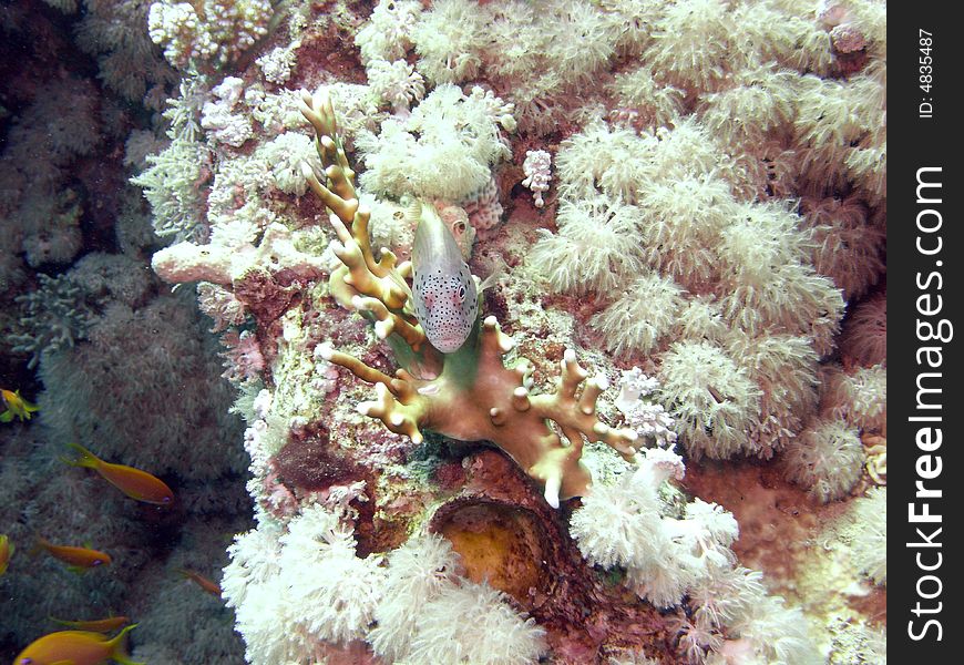 Freckled hawkfish resting on fire coral