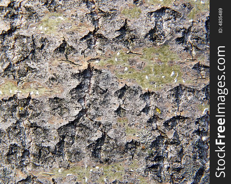 Close-up of tree bark. Close-up of tree bark