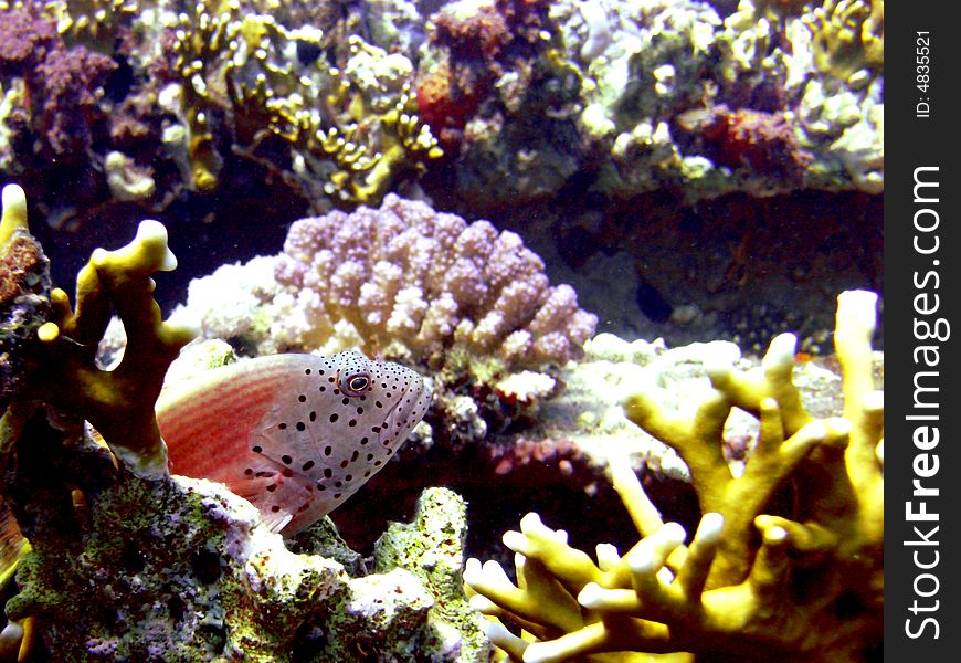 Freckled Hawkfish Resting