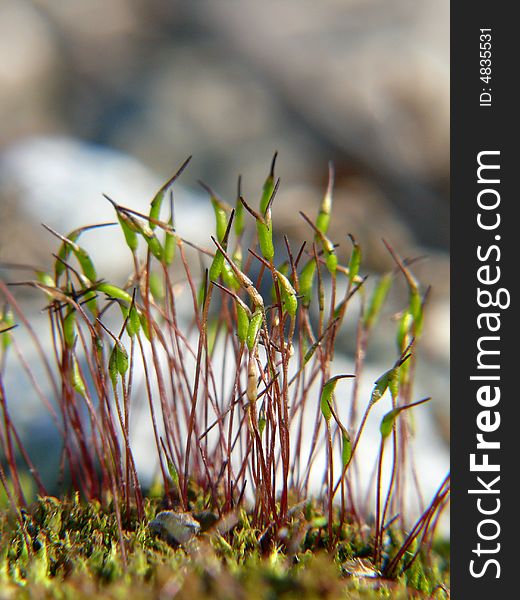 Close-up shot of growing green moss. Close-up shot of growing green moss