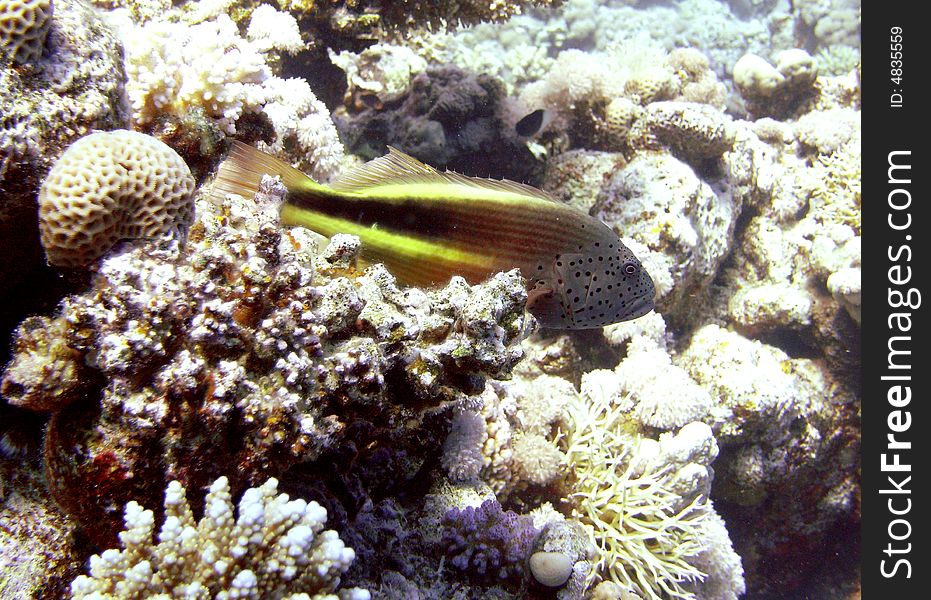 Freckled hawkfish resting on coral