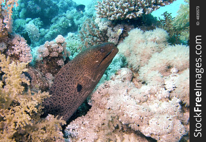 Giant moray emerging from hiding place