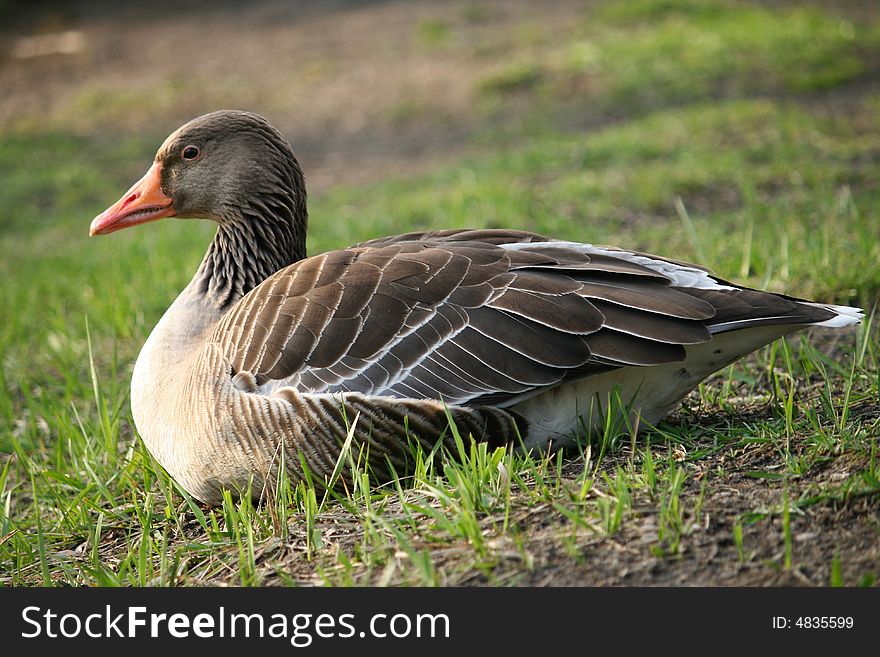 Goose resting on the riverbank in the park