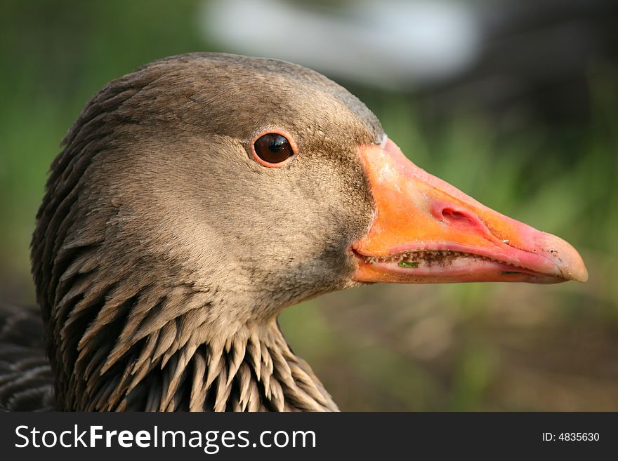 Goose resting on the riverbank in the park