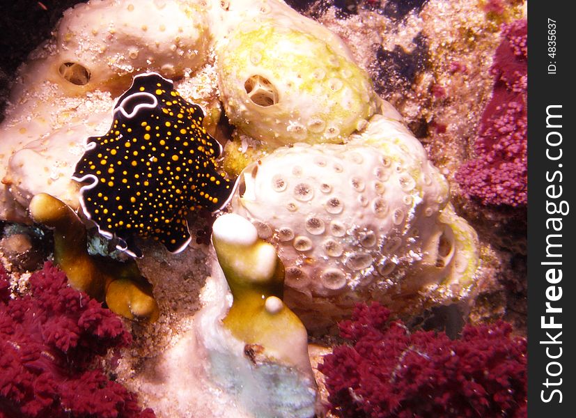 Gold dotted flatworm and corals