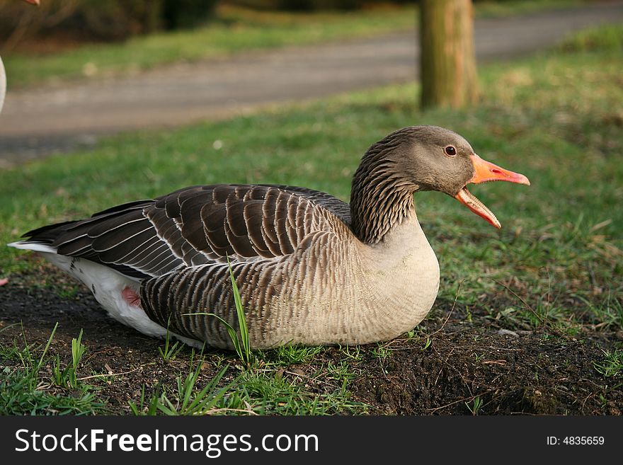 Goose resting on the riverbank in the park