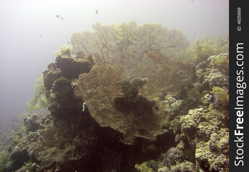 Gorgonian sea fans and other corals