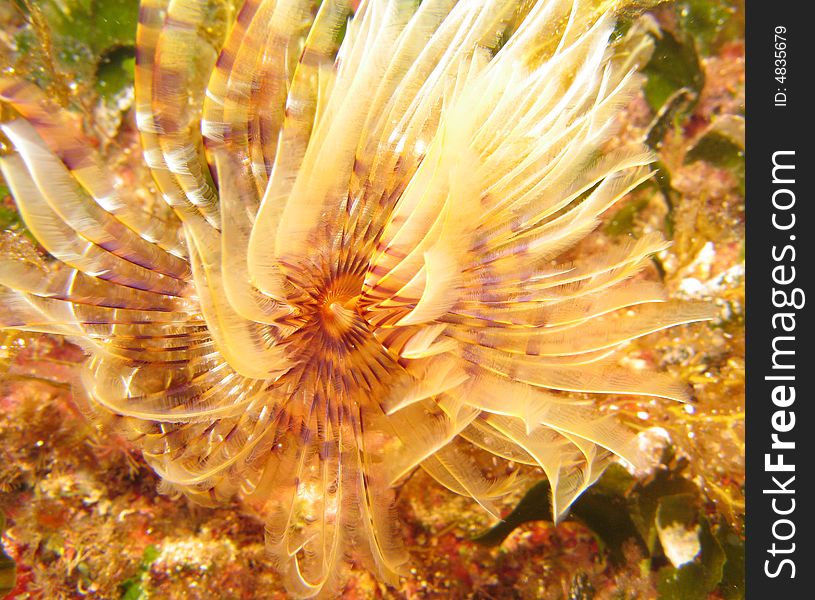 Macro of peacock worm showing stripes