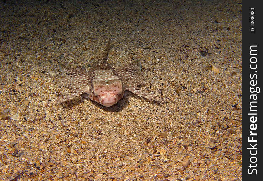 Flying gurnard resting on sea bed