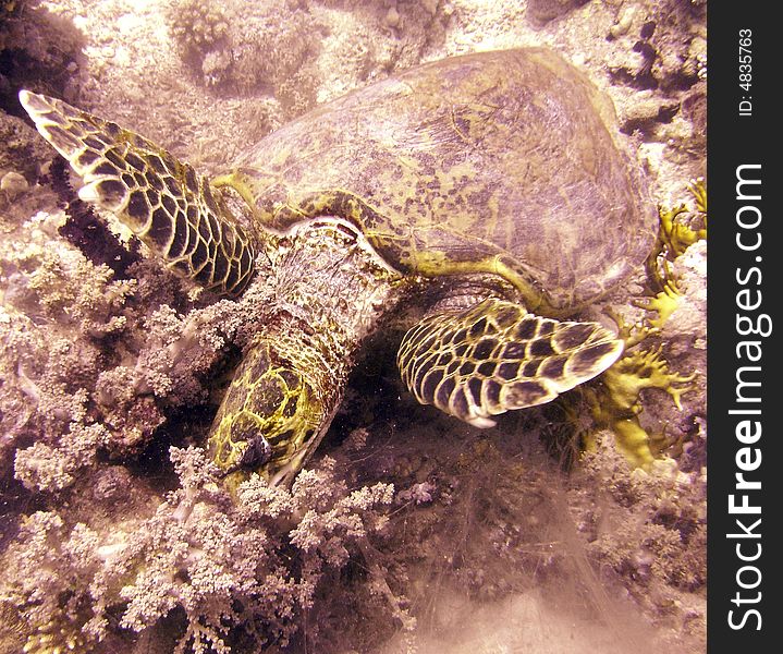 Hawksbill turtle resting on soft coral