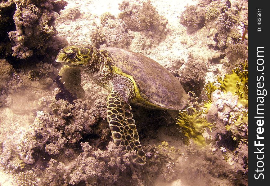 Hawksbill turtle resting on soft coral