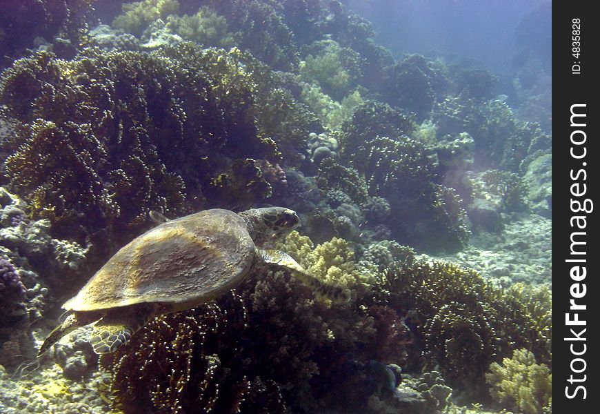 Hawksbill turtle swimming in tropical waters