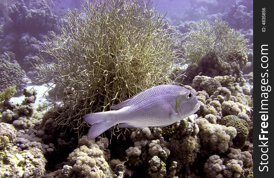 Highfin rudderfish swimming near corals