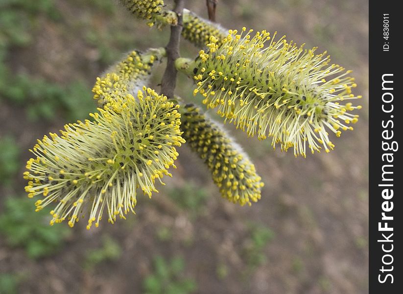 Fluffy Flowers Of A Willow