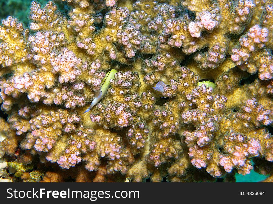 Coral Reef Scene With Fish