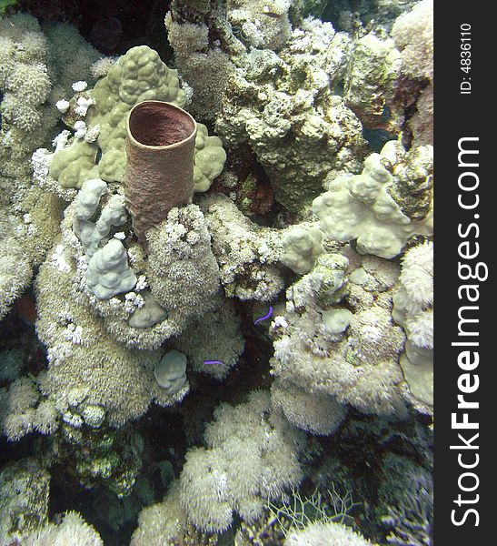 Large tube sponge with corals on sea bed