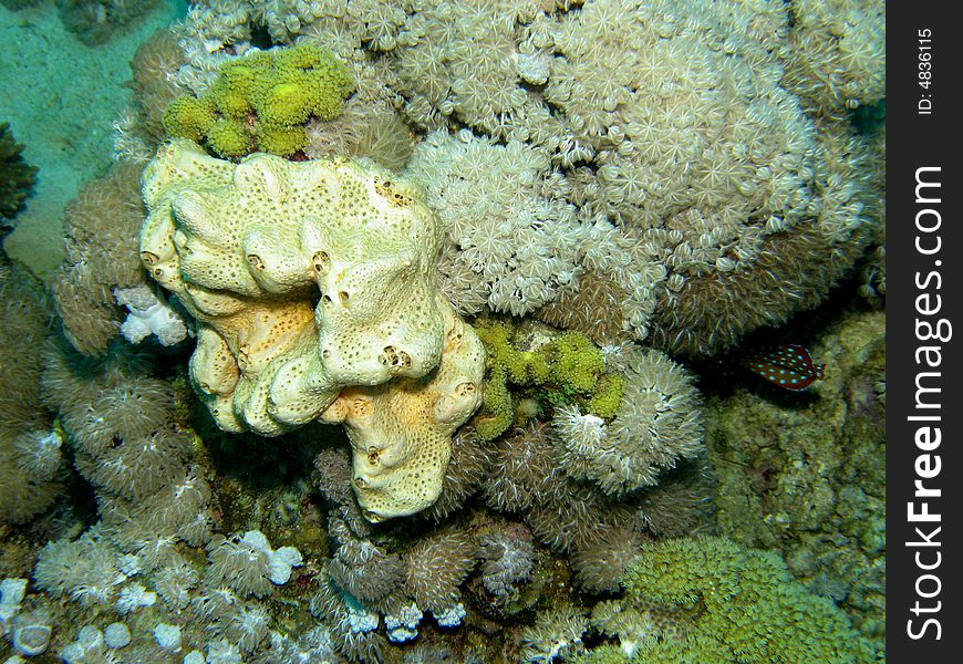 Coral reef scene with fish and sponge