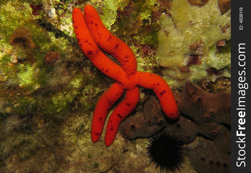 Red starfish on sea bed