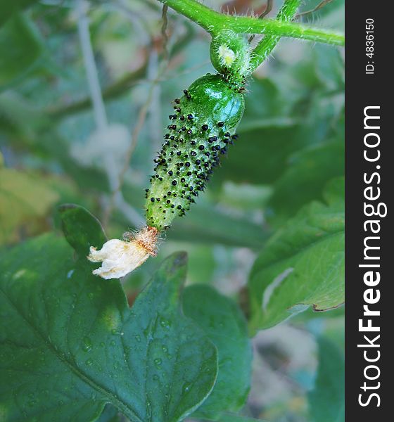 Green young cucumber with thorns and a flower on a plantation