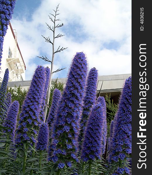 Beautiful purple flowers in a garden. brilliant blue sky contrasted with clouds.
