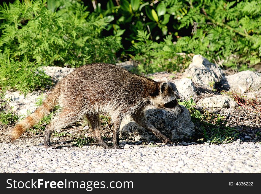 A wild raccoon walking down a trail.