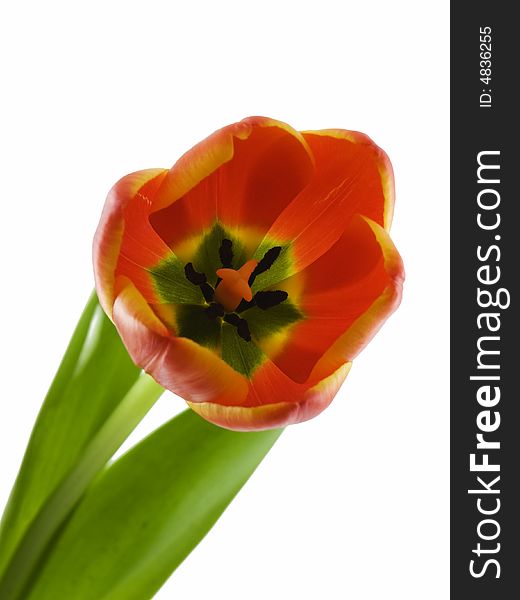 Colorful tulip isolated on a white background