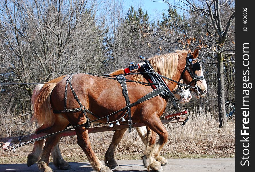 Ponies in harness for a carriage