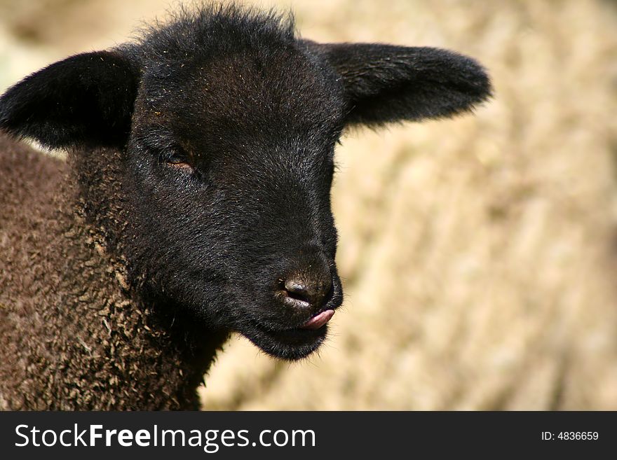 Suffolk sheep lamb laying in spring sun. Suffolk sheep lamb laying in spring sun