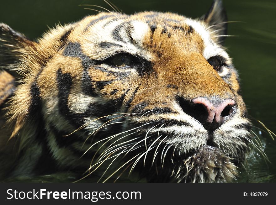 Tiger of sumatra in the middle of the  malaysian jungle