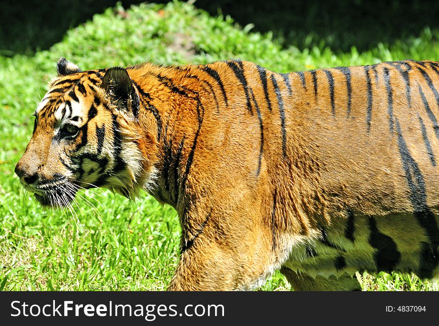 Tiger of Sumatra hunting in the jungle. Tiger of Sumatra hunting in the jungle