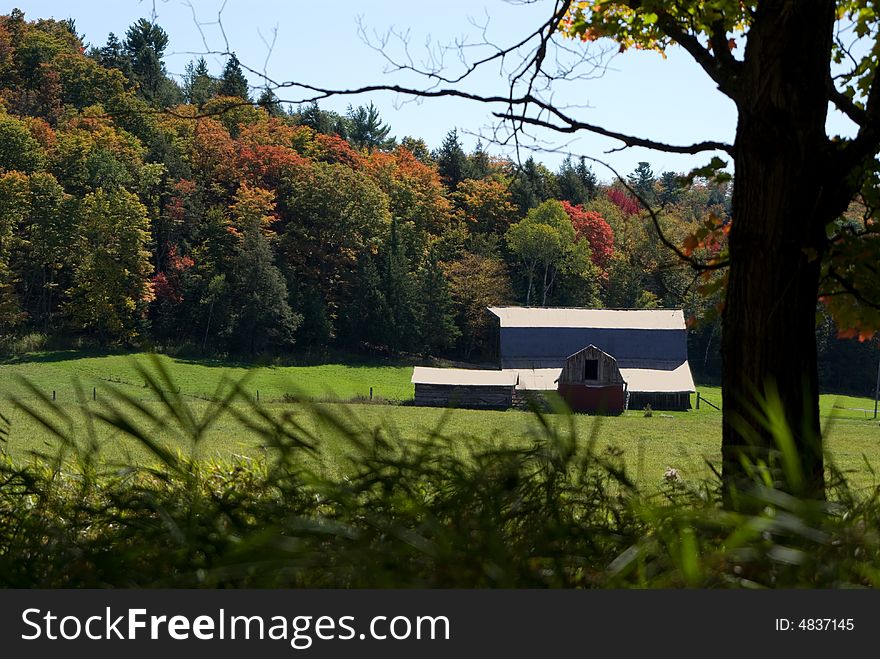 Barn,Field and fall forest with a tree and grass foreground on a sunny day. Barn,Field and fall forest with a tree and grass foreground on a sunny day
