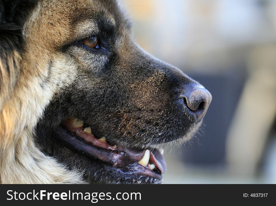 Profile of a chow shepard mix. Profile of a chow shepard mix.