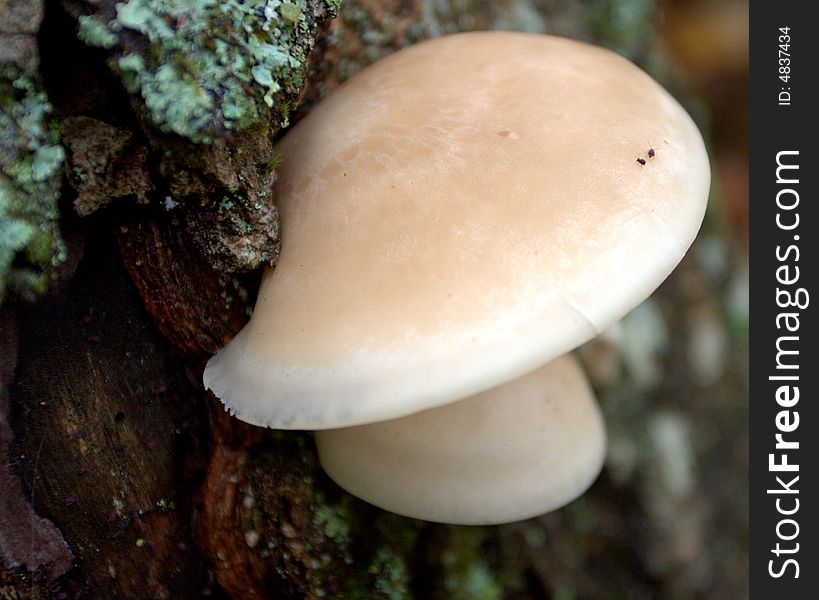 Mushroom growth in tree bark during spring