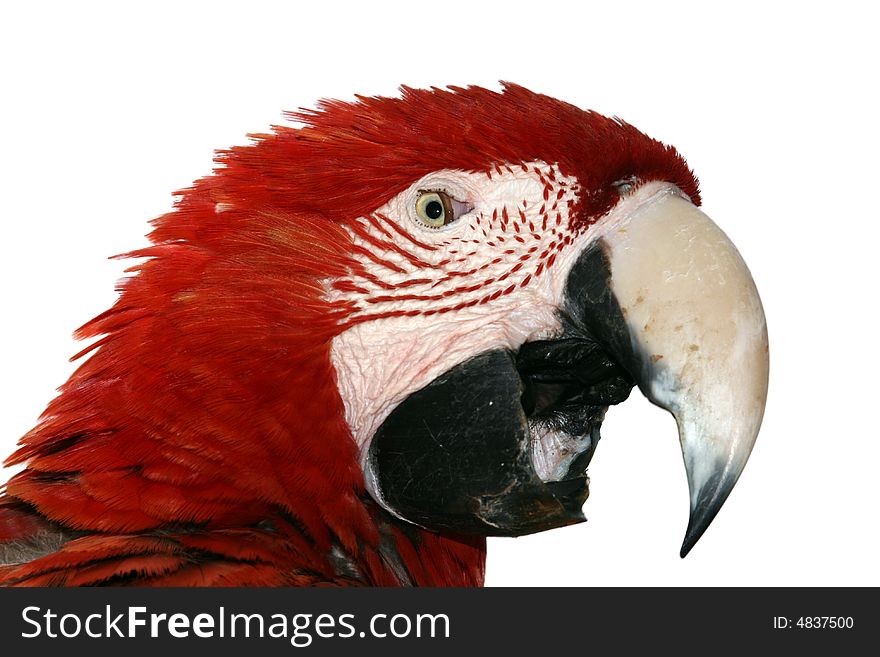 Isolated tropical red macaw detail. Isolated tropical red macaw detail