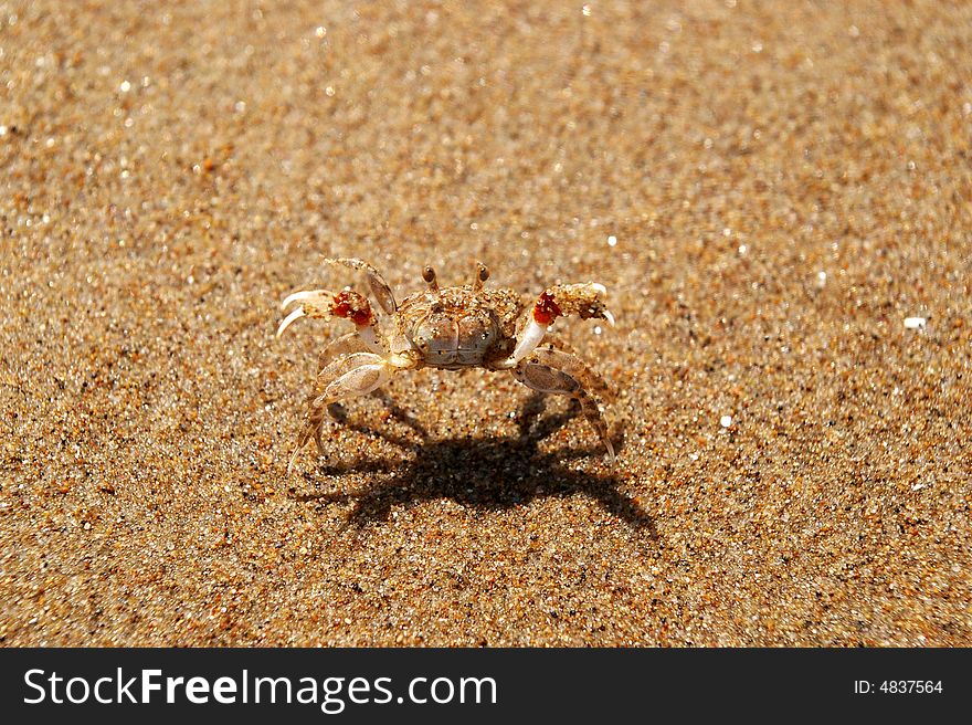 On the beach, there is a small crab raise its two small pincers. On the beach, there is a small crab raise its two small pincers